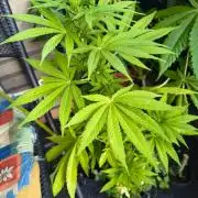 Dr.Grinspoon Seeds Making w/QBLemon