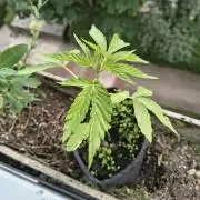 Dr.Grinspoon Seeds Making w/QBLemon
