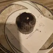 Dr.Grinspoon Seeds Making