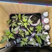 Mix it 2026 Outdoor Germany