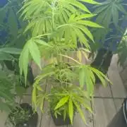 Dr.Grinspoon Seeds Making w/QBLemon