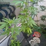 Dr.Grinspoon Seeds Making w/QBLemon