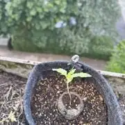 Dr.Grinspoon Seeds Making