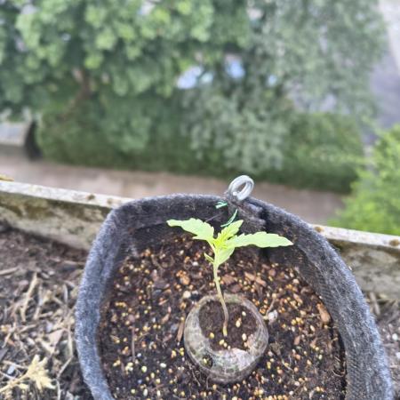 Dr.Grinspoon Seeds Making