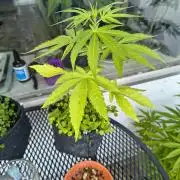 Dr.Grinspoon Seeds Making w/QBLemon