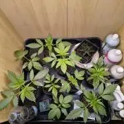 Mix it 2026 Outdoor Germany