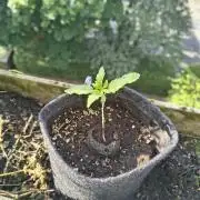 Dr.Grinspoon Seeds Making w/BLemon