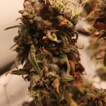First grow! Royal Highness