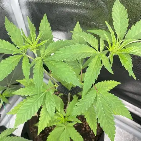 Tangerine Dream