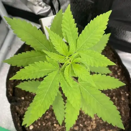 Tangerine Dream