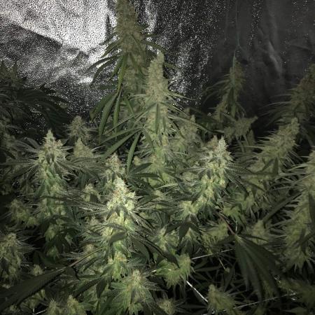 [Random Grow]