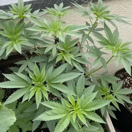 [Clones]