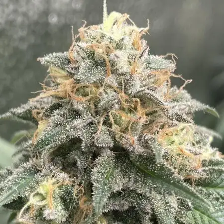 Mandarine Zkittlez