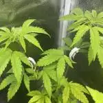 Tangerine Dream