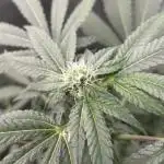 [24k Clones]