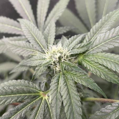 [24k Clones]