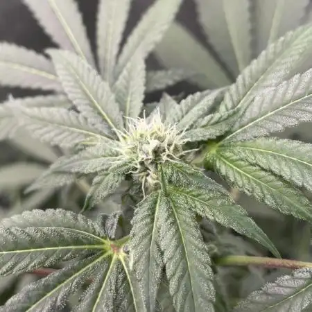 [24k Clones]