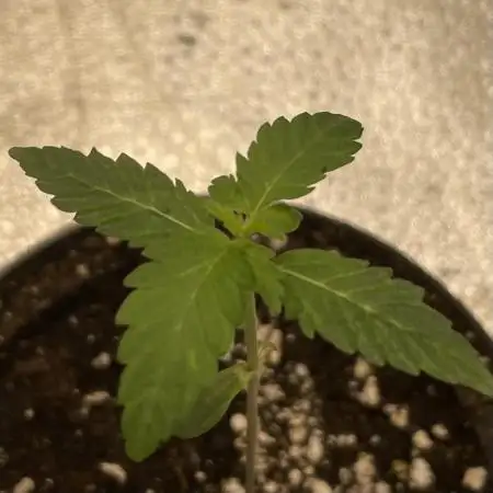 Tangerine Dream