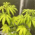 Tangerine Dream