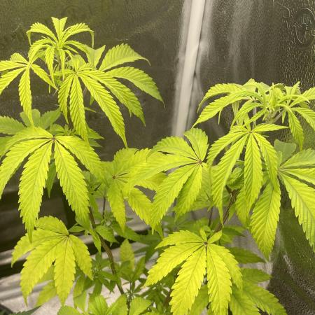 Tangerine Dream