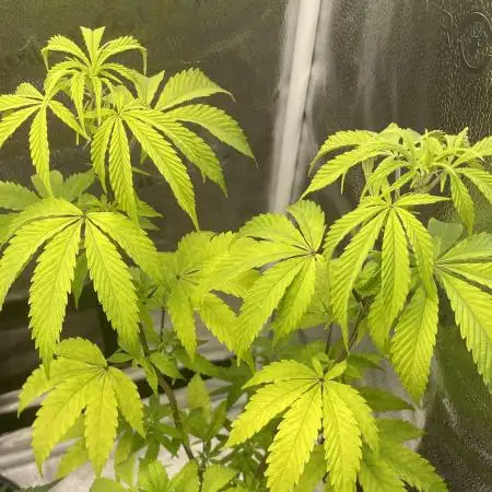 Tangerine Dream
