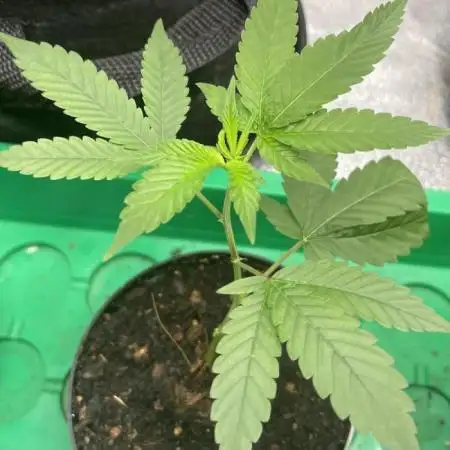 [24k Clones]
