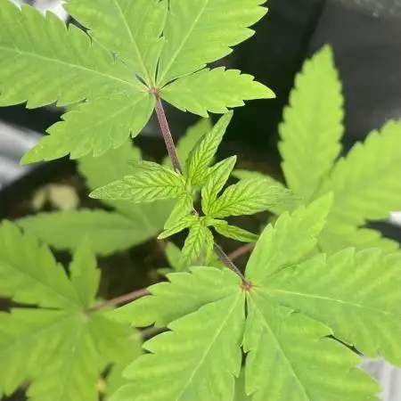 Tangerine Dream
