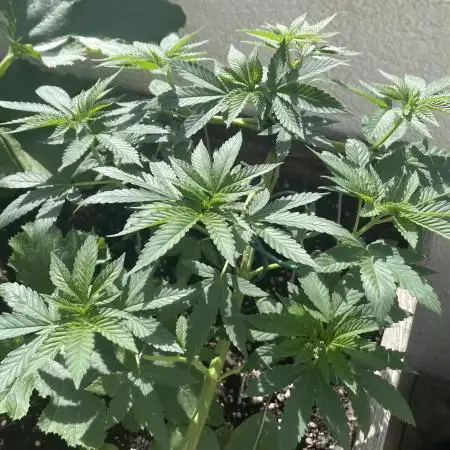 [Clones]
