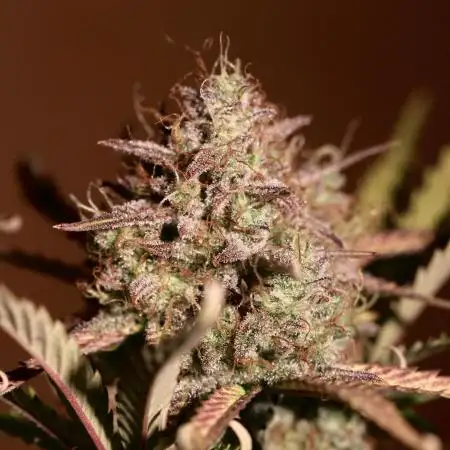 Mimosa Bruce Auto