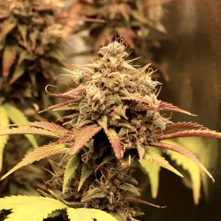 Diablo Rojo Auto