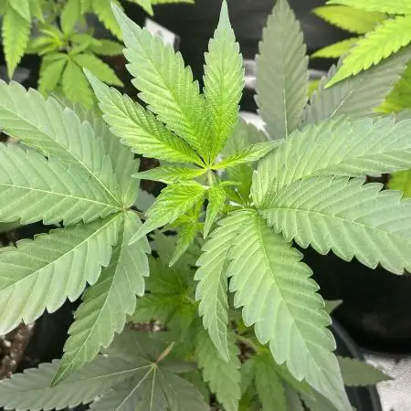 [24k Clones]