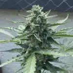 Godfeather OG F1