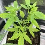 Tangerine Dream