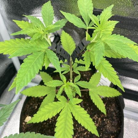 Tangerine Dream