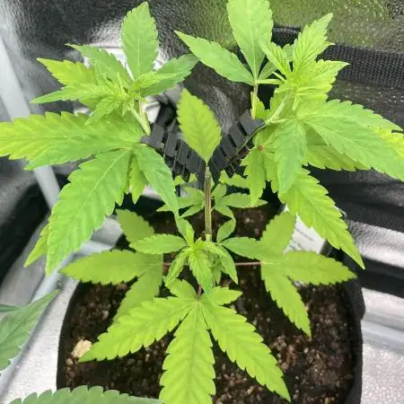 Tangerine Dream