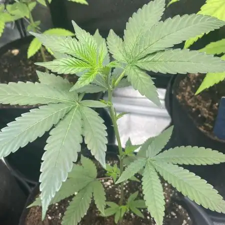 [24k Clones]
