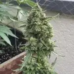 Godfeather OG F1