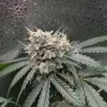 Zoap #1