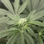 [24k Clones]