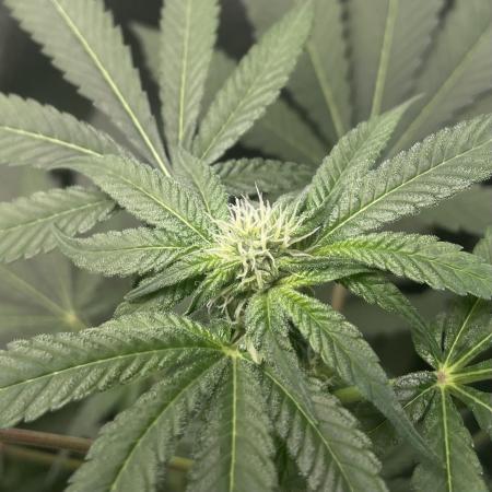 [24k Clones]