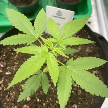 Black Muffin