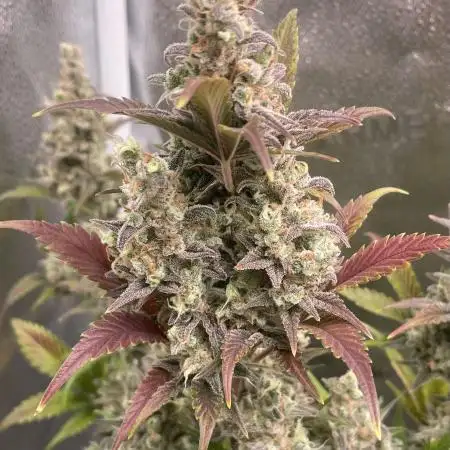 Apricot Glue Auto