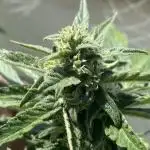 Godfeather OG F1