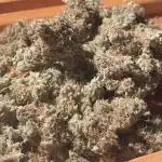 Zoap #1