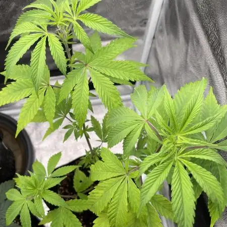 Tangerine Dream