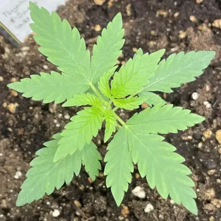Tangerine Dream