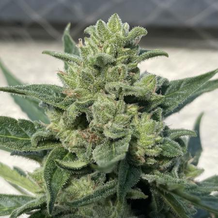 Godfeather OG F1