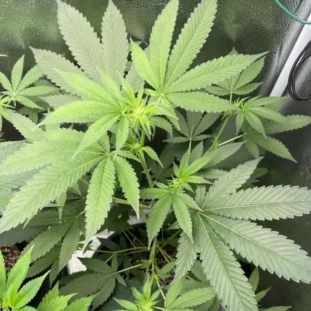 [24k Clones]