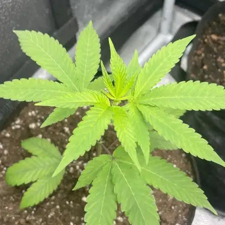 [24k Clones]