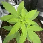 Tangerine Dream